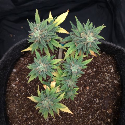 LemonHaze#2 growlog timeline photo