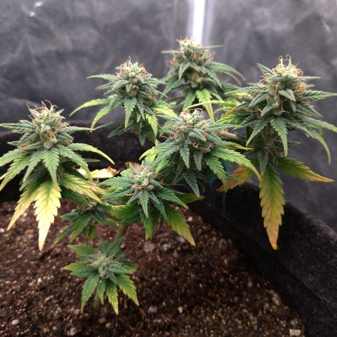 LemonHaze#2 growlog timeline photo
