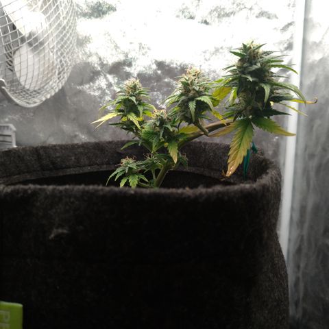 LemonHaze#2 growlog timeline photo