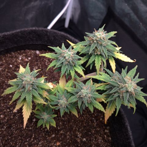 LemonHaze#2 growlog timeline photo