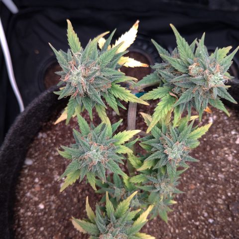 LemonHaze#2 growlog timeline photo