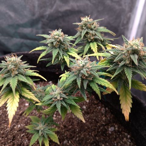 LemonHaze#2 growlog timeline photo