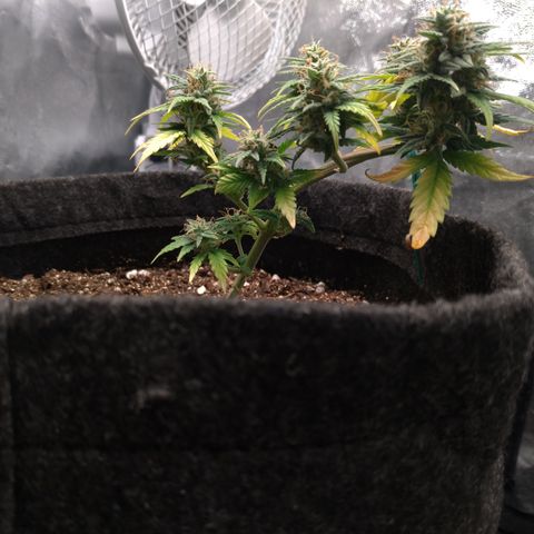 LemonHaze#2 growlog timeline photo