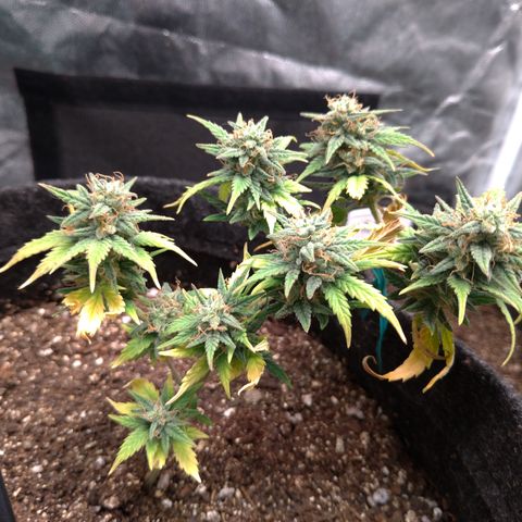 LemonHaze#2 growlog timeline photo