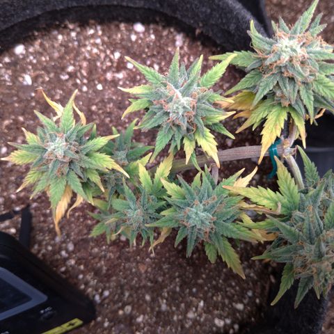 LemonHaze#2 growlog timeline photo