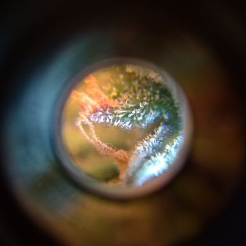 LemonHaze#2 growlog timeline photo