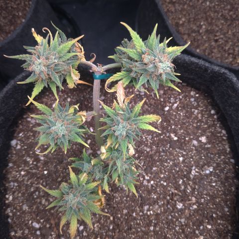 LemonHaze#2 growlog timeline photo