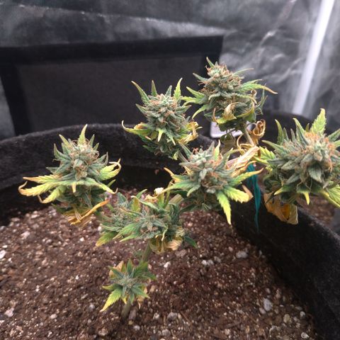 LemonHaze#2 growlog timeline photo