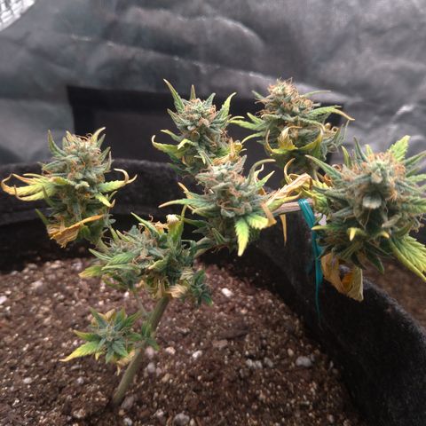 LemonHaze#2 growlog timeline photo