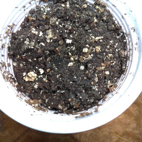 NL#1 growlog timeline photo
