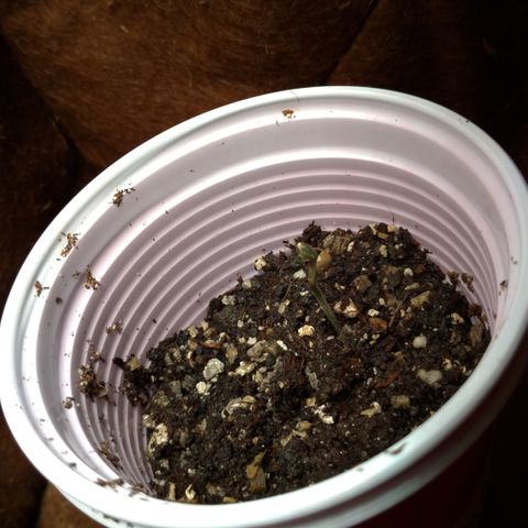 WW#1 growlog timeline photo