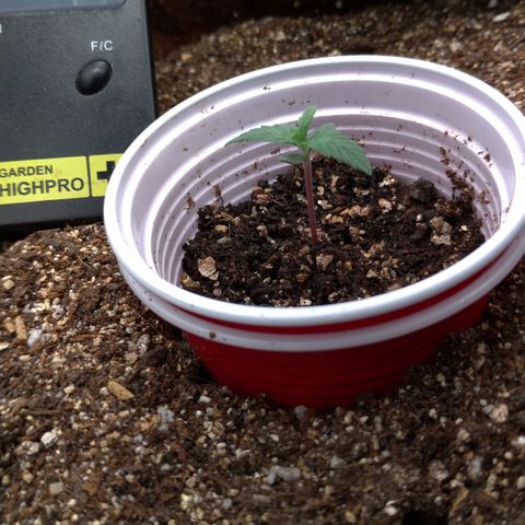 NL#1 growlog timeline photo