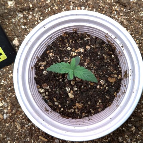 NL#1 growlog timeline photo