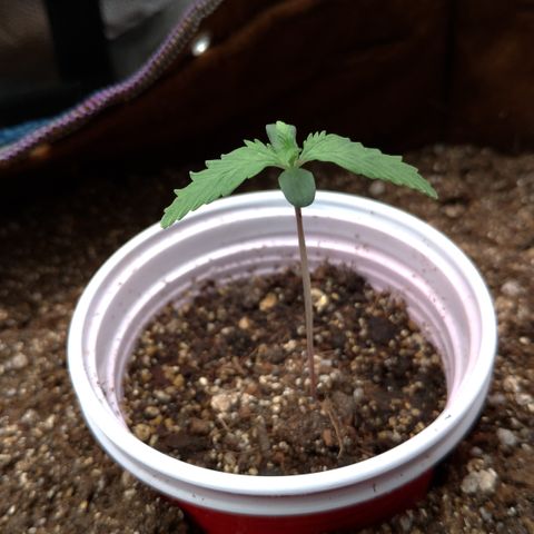 WW#1 growlog timeline photo