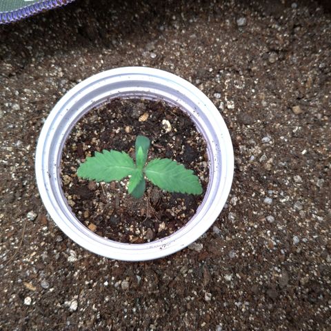 WW#1 growlog timeline photo