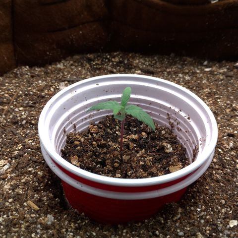 NL#1 growlog timeline photo