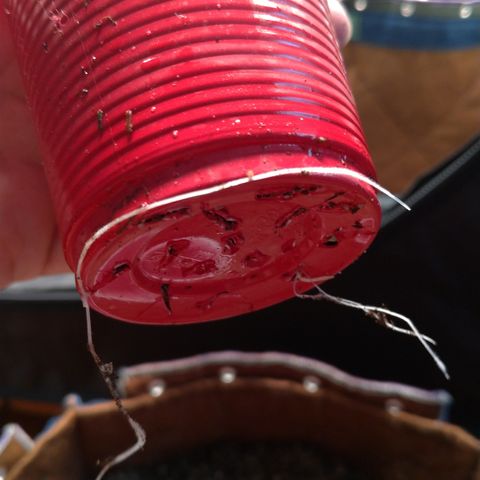 NL#1 growlog timeline photo