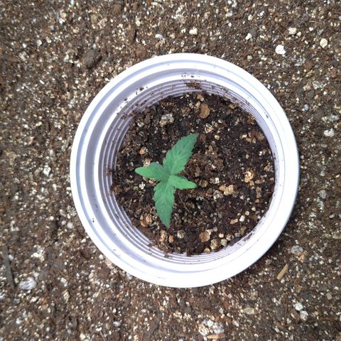 NL#1 growlog timeline photo