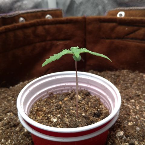 WW#1 growlog timeline photo