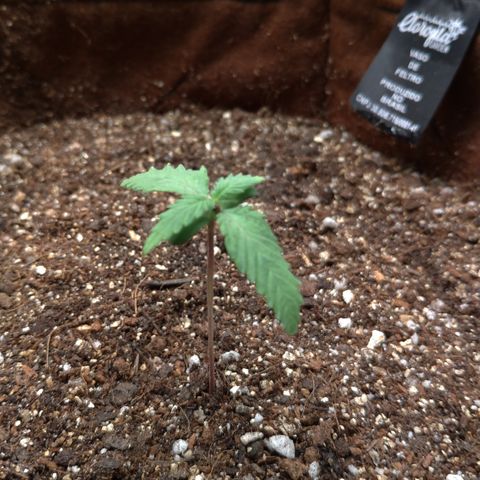 WW#1 growlog timeline photo
