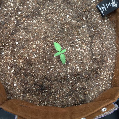 NL#1 growlog timeline photo