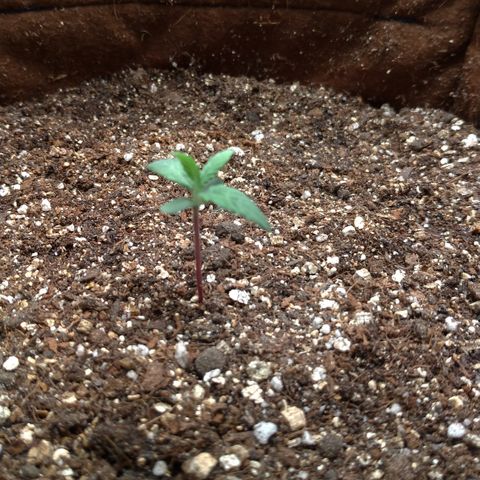 NL#1 growlog timeline photo