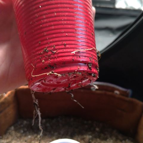 WW#1 growlog timeline photo