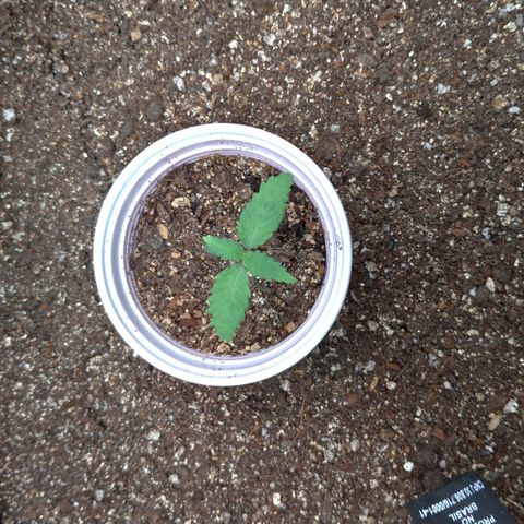 WW#1 growlog timeline photo