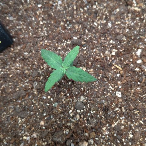 NL#1 growlog timeline photo