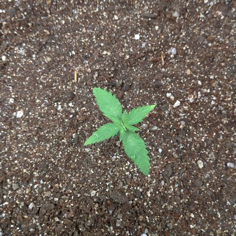 WW#1 growlog timeline photo