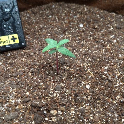 NL#1 growlog timeline photo