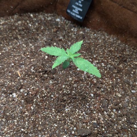 WW#1 growlog timeline photo