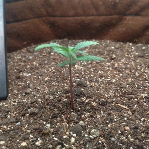 NL#1 growlog timeline photo