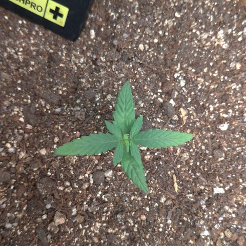 NL#1 growlog timeline photo