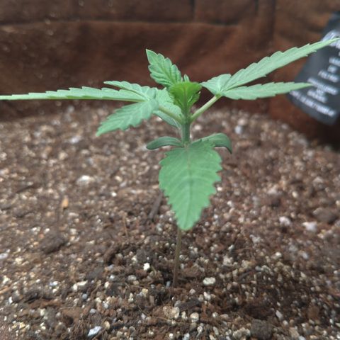 WW#1 growlog timeline photo