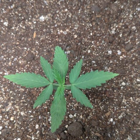 WW#1 growlog timeline photo