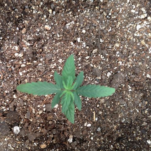 NL#1 growlog timeline photo