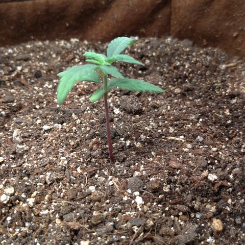 NL#1 growlog timeline photo