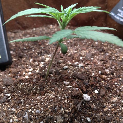 WW#1 growlog timeline photo