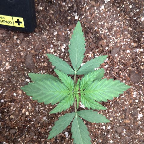 WW#1 growlog timeline photo