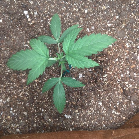 WW#1 growlog timeline photo