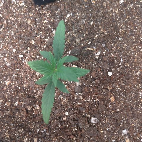 NL#1 growlog timeline photo