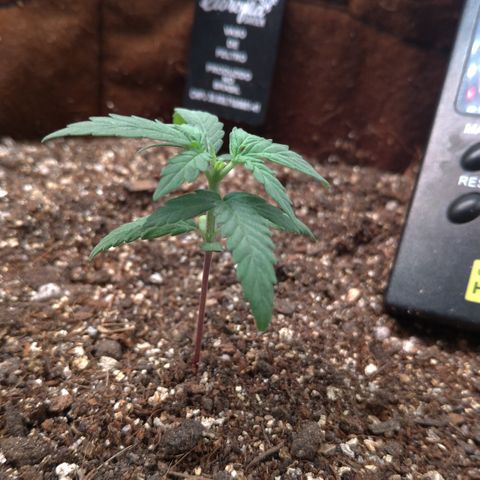 NL#1 growlog timeline photo