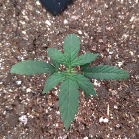 NL#1 growlog timeline photo