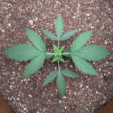 WW#1 growlog timeline photo