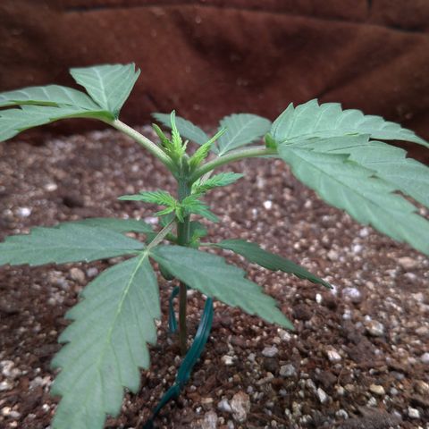 WW#1 growlog timeline photo