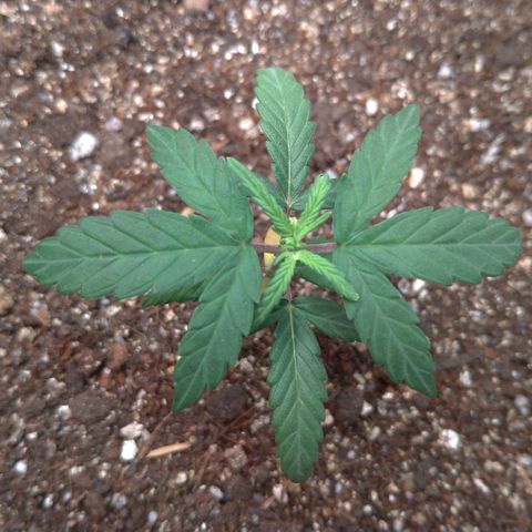 NL#1 growlog timeline photo