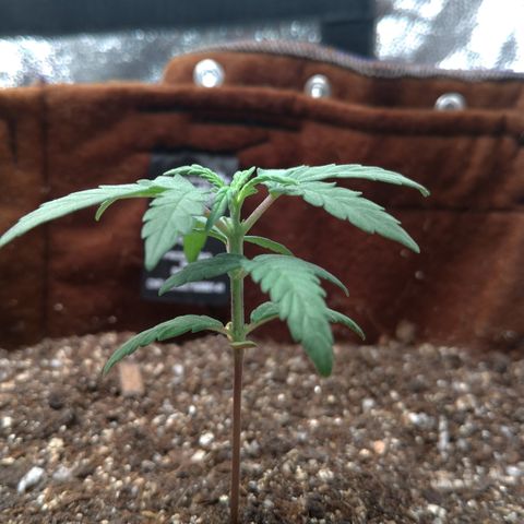 NL#1 growlog timeline photo