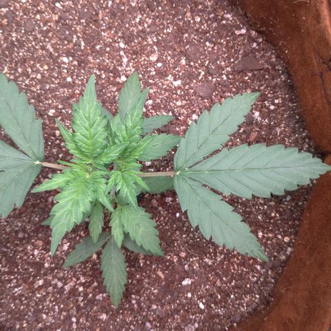 WW#1 growlog timeline photo