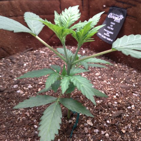 WW#1 growlog timeline photo
